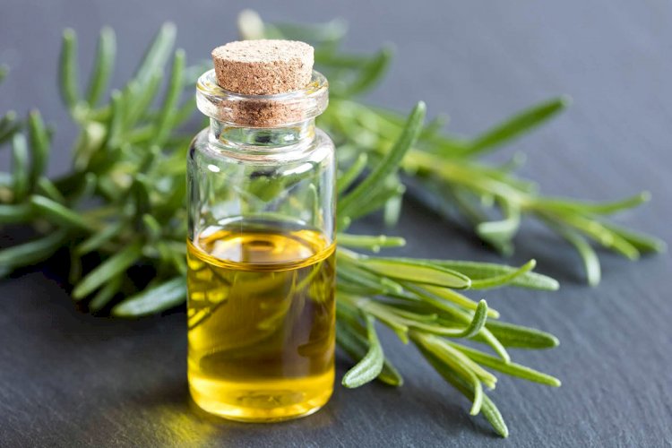 How useful is Rosemary Essential Oil for your Hair Growth?